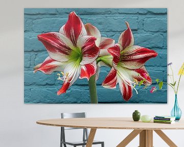 Schitterende bloeiende rood-wit Amaryllis bloem voor een blauwe muur van Thijs van Laarhoven