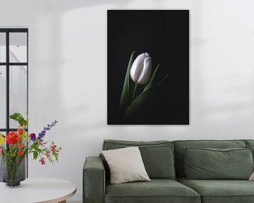 Weiße Tulpe auf dunklem Hintergrund von Maaike Zaal