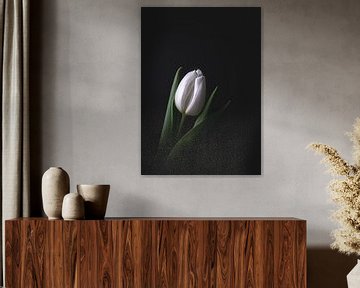 Witte tulp op donkere achtergrond van Maaike Zaal