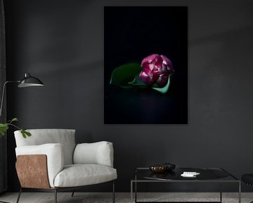 Pink tulip on dark background by Maaike Zaal