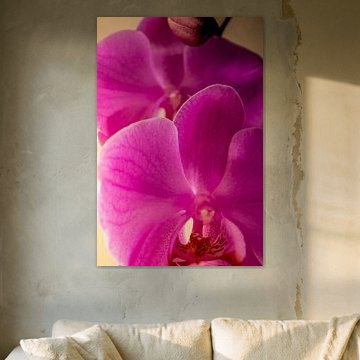 Une orchidée rose