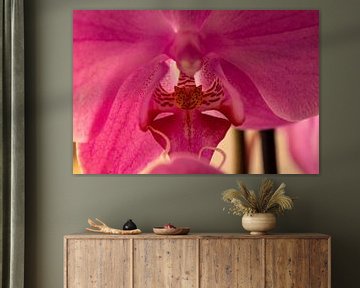 A pink orchid by uNiek! Media - Design & Fotografie