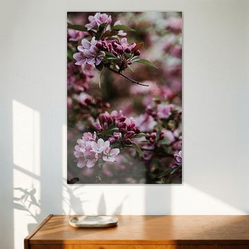 Tree branches full of pink blossom | Arnhem, Netherlands