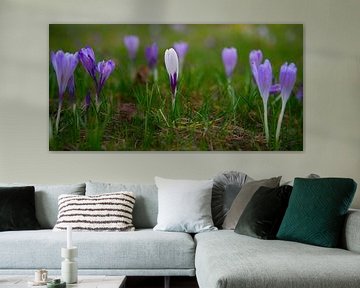 Crocuses in row by Steffi Hommel