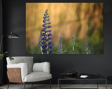 Purple Lupin