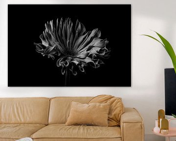 Stilleven van een bloem in zwart wit van Steven Dijkshoorn