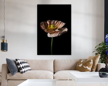 Stilleven minimalisme bloem met zwarte achtergrond van Steven Dijkshoorn