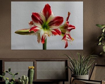 Schöne rote und weiße Amaryllis für eine weiße Wand von Thijs van Laarhoven