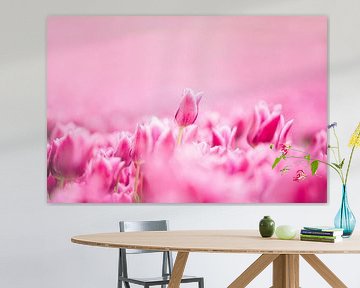 Roze tulp in een bloeiend tulpenveld van Robin Polderman