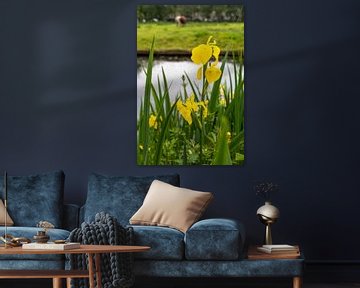 Gele lis (Iris pseudacorus) van Marly De Kok