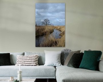 A brook through the reed land