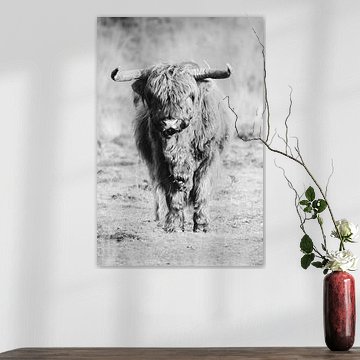 Scottish highlander black and white