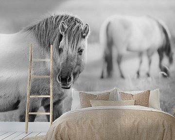 Konik paarden in Lentevreugd, Hollands Duin