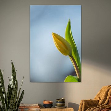 Tulipe jaune dans la lumière dorée du soleil couchant