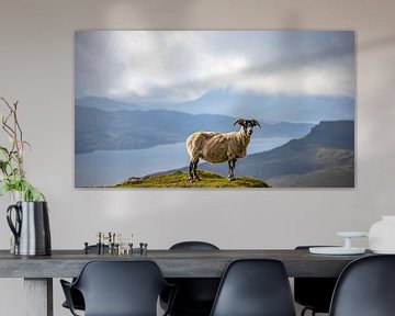 scottish sheep by Roy de Waard