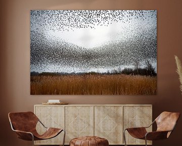 Starling swarm by Franke de Jong