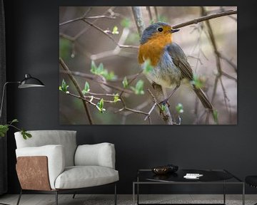 Robin in spring by Tobias Luxberg