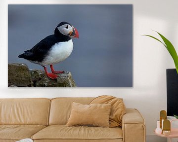 Atlantic Puffin stands on the cliff in summer