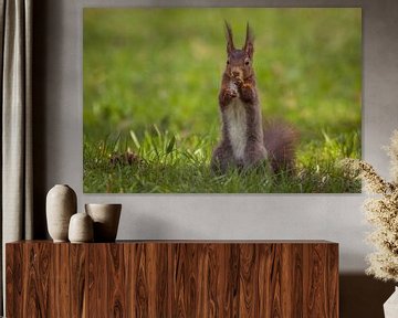 Squirrel portrait by Tobias Luxberg