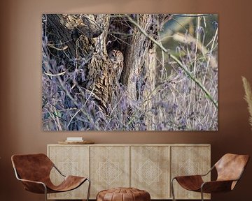 Chouette hulotte dans un arbre creux sur Merijn Loch
