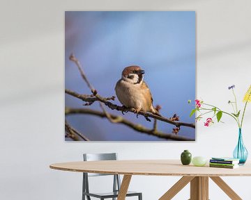 Tree Sparrow by Tobias Luxberg