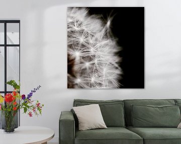 Dandelion black and white photography by Klik! Images