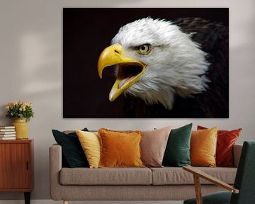 American bald eagle by YDH