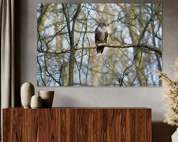 Buizerd in het bos van Marian Sintemaartensdijk