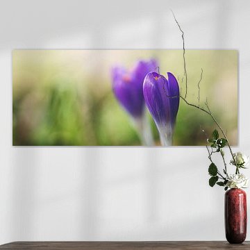 Klose-up Crocus by Gerrit Anema