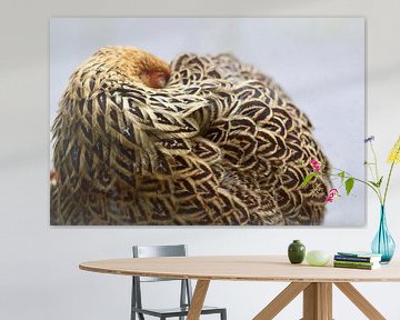 Chicken takes a nap by Klik! Images