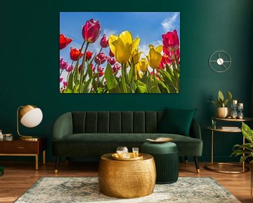 Tulpen in verschiedenen Farben im Noordoostpolder von Marc Venema