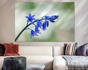 Blue bells wilde hyacint van John van de Gazelle fotografie
