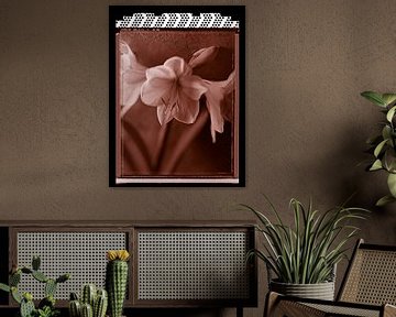 Polaroid Amaryllis by Karel Ham