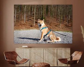 Lächelnder roter Shiba Inu posiert vor einem Wald von creativcontent