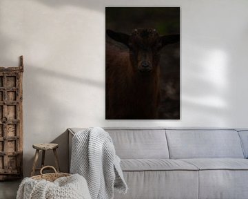 Goat from the animal pasture
