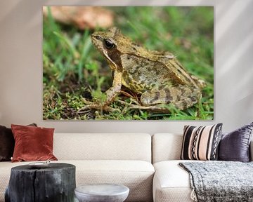 Bufo bufo / gewone pad van Bärbel Severens