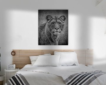 Löwen: Porträt Löwin in Schwarz und Weiß