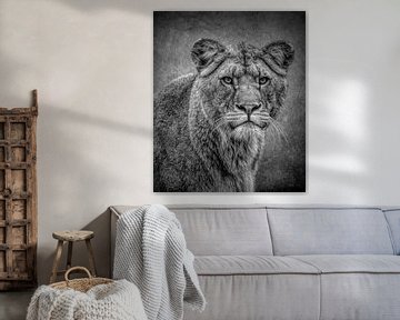 Leeuwen: portret leeuwin in zwart-wit