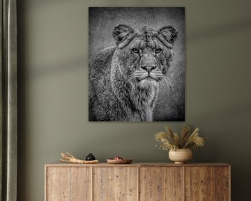 Löwen: Porträt Löwin in Schwarz und Weiß