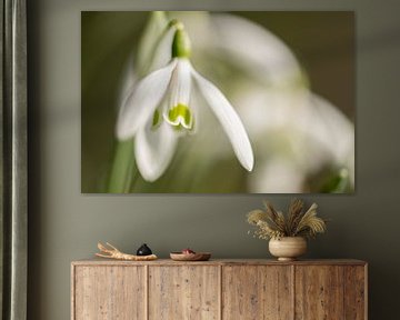 Snowdrop in close-up by Yolanda Wals