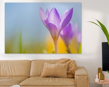 Crocus purple with yellow by Yolanda Wals