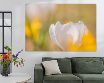 Crocus blanc dans un parterre de fleurs jaunes sur Yolanda Wals