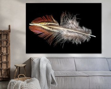 Pheasant feather cut out on black