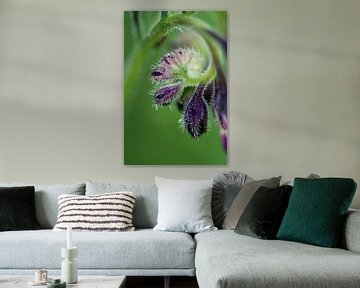 Purple flower van Sense Photography