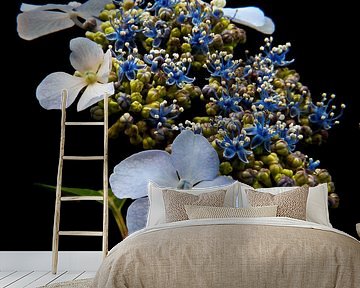 Hydrangea by Klaartje Majoor