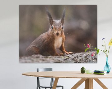Nahaufnahme eines roten Eichhörnchens in den Niederlanden