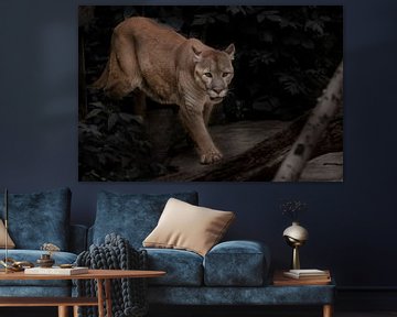 ein schöner Puma läuft durch einen dunklen Wald, eine große Katze mit blauen Augen blickt in die Dun von Michael Semenov
