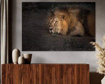 Un puissant lion mâle se repose dans le crépuscule, en gros plan. sur Michael Semenov
