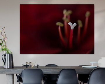 Amaryllis von NEWPICSONMYWALL by Andreas Bethge