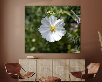 Fleur blanche avec visiteur sur Foto Studio Labie